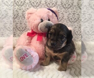 Dachshund Puppy for sale in BUCHANAN, GA, USA