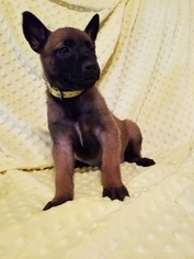 Belgian Malinois Puppy for sale in BERRY, AL, USA