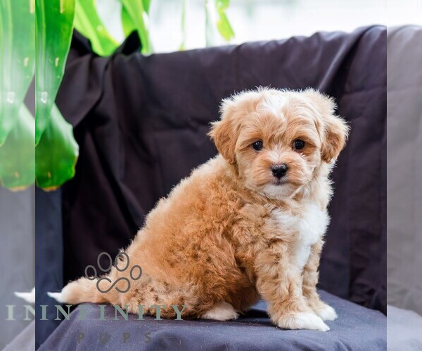 Medium Photo #3 Poodle (Toy)-Zuchon Mix Puppy For Sale in NEWVILLE, PA, USA