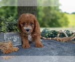 Small Photo #10 Cavapoo Puppy For Sale in NEW CONCORD, OH, USA