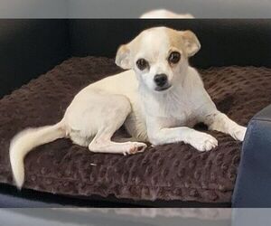 Chihuahua Dogs for adoption in Carrollton, TX, USA