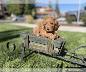 Cavachon-Poodle (Miniature) Mix Puppy for Sale in GREELEY, Colorado USA
