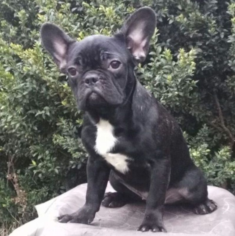 View Ad French Bulldog Puppy for Sale near New York