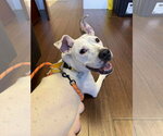 Small #8 American Staffordshire Terrier Mix
