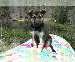 German Shepherd Dog Puppy for Sale in PIEDMONT, Missouri USA