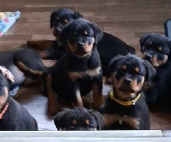 Medium Photo #1 Rottweiler Puppy For Sale in SHARPSVILLE, PA, USA