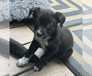 Borador Dogs for adoption in Clarkston, MI, USA