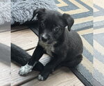 Small Borador
