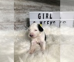 Small Photo #18 Sheepadoodle Puppy For Sale in NIXA, MO, USA