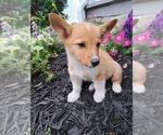 Small #1 Pembroke Welsh Corgi