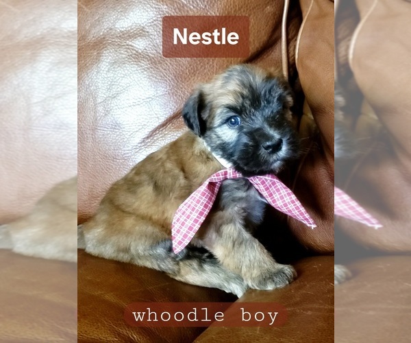 Medium Photo #2 Whoodle Puppy For Sale in GOLDEN CITY, MO, USA