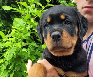 Rottweiler Puppy for sale in NORTH SMITHFIELD, RI, USA