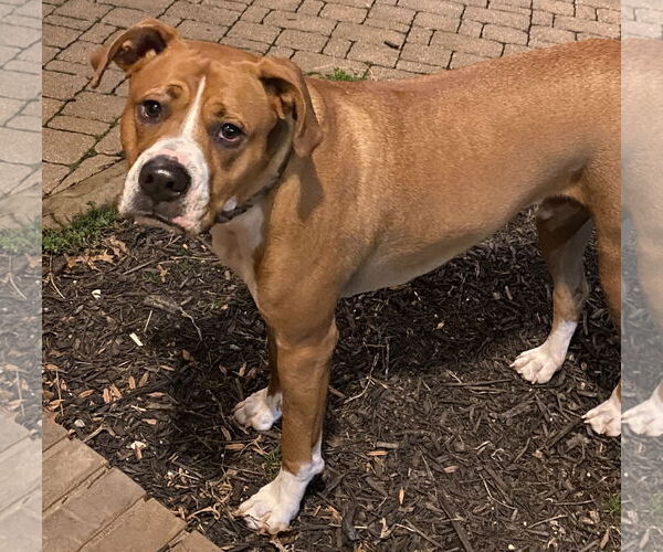 Medium Photo #4 Boxer-Unknown Mix Puppy For Sale in Cookeville, TN, USA