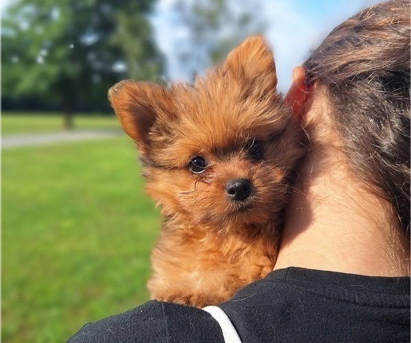 Medium Photo #12 Yoranian Puppy For Sale in LEWISBURG, KY, USA