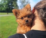 Puppy Lucky Yoranian