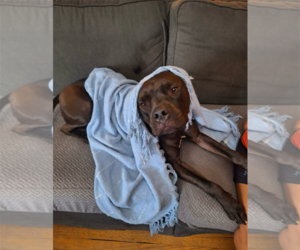 Turtle NJ - Male Bullboxer Pit Dog for Adoption - Photo #8