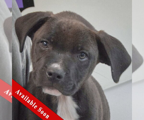 Medium Photo #1 Boxer-Unknown Mix Puppy For Sale in Huntley, IL, USA