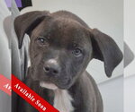 Small Boxer Mix