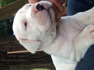 Dogo Argentino Puppy for sale in IRVING, TX, USA