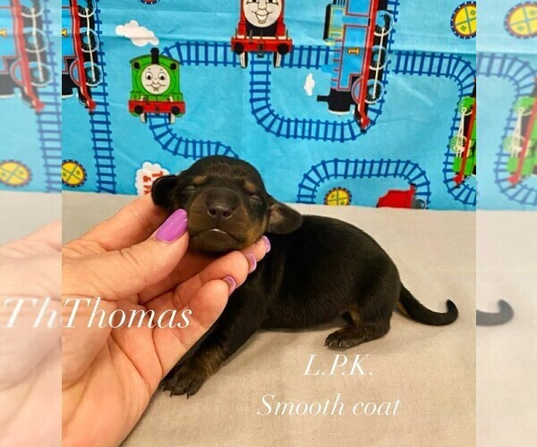 Medium Photo #1 Dachshund Puppy For Sale in WINNSBORO, LA, USA