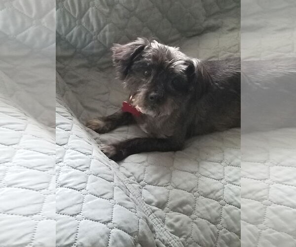 Medium Photo #2 Havamalt Puppy For Sale in Mount Laurel, NJ, USA