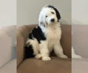 Sheepadoodle Puppy for Sale in ST AUGUSTINE, Florida USA