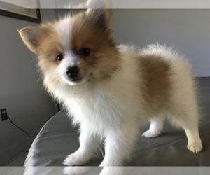 Pomeranian Puppy for sale in ALTAMONTE SPG, FL, USA