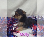 Small #1 Yorkshire Terrier