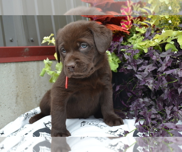 Medium Photo #14 Labrador Retriever Puppy For Sale in GREENWOOD, WI, USA