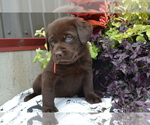 Puppy Lola Labrador Retriever