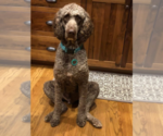 Small Photo #1 Goldendoodle Puppy For Sale in SHELBY, NC, USA