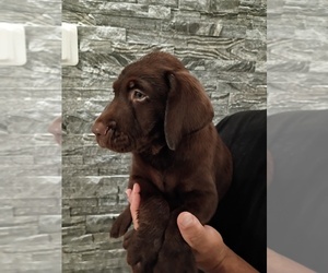 Labrador Retriever Puppy for sale in BUCKEYE, AZ, USA