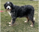 Small Photo #1 Bernedoodle (Miniature) Puppy For Sale in MIDDLEBURY, IN, USA