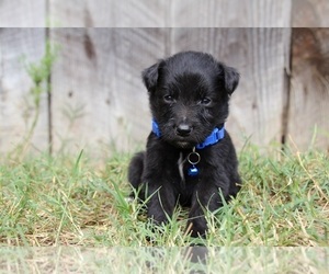 Gollie Puppy for sale in KINGSPORT, TN, USA