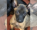Small Photo #30 Belgian Malinois Puppy For Sale in HARKER HEIGHTS, TX, USA