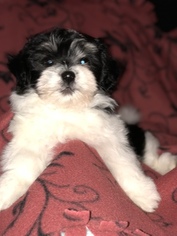 Havanese Puppy for sale in LAKE ORION, MI, USA