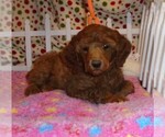Small Photo #3 Poodle (Standard) Puppy For Sale in CLATSKANIE, OR, USA