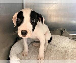 Mutt Dogs for adoption in San Clemente, CA, USA
