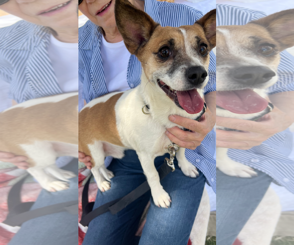 Medium Photo #5 Chihuahua-Unknown Mix Puppy For Sale in Chandler, AZ, USA