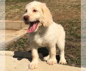 Labradoodle-Poodle (Standard) Mix Puppy for sale in SAN ANTONIO, TX, USA