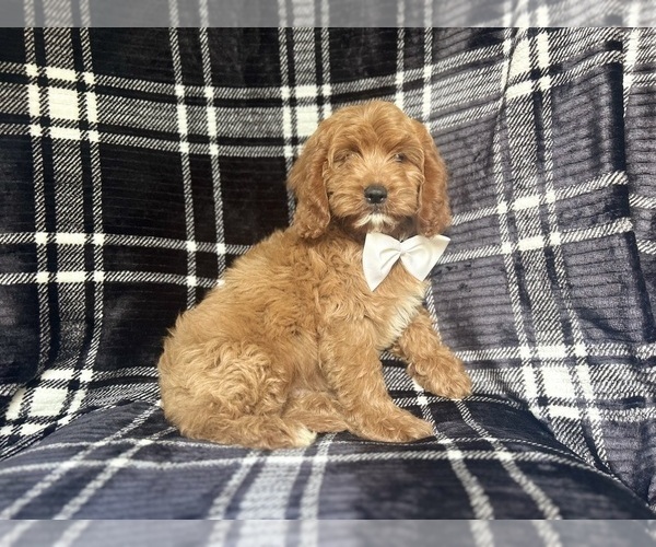 Medium Photo #1 Cavapoo Puppy For Sale in LAKELAND, FL, USA