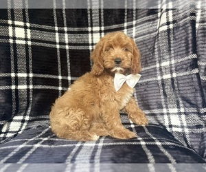 Cavapoo Puppy for sale in LAKELAND, FL, USA