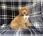 Small Cavapoo
