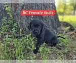 Small #10 Labrador Retriever