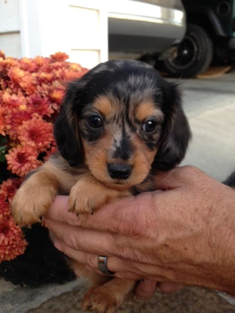 Medium Photo #1 Dachshund Puppy For Sale in JAMESTOWN, KY, USA
