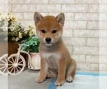 Small Photo #2 Shiba Inu Puppy For Sale in MANHATTAN, NY, USA