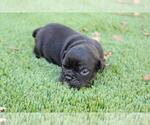 Small Photo #2 English Bulldog Puppy For Sale in RANCHO SANTA FE, CA, USA