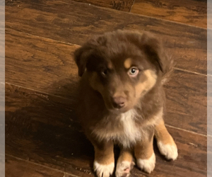 Australian Shepherd Puppy for sale in MERCER, WI, USA