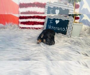 French Bulldog Puppy for sale in HUDSON, CO, USA