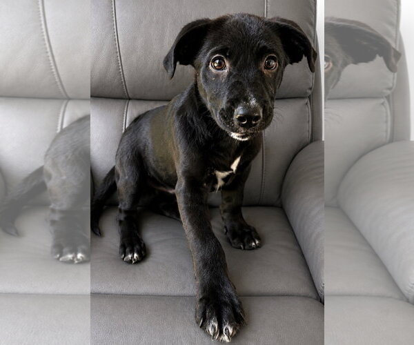 Medium Photo #3 Boxador Puppy For Sale in Southbury, CT, USA